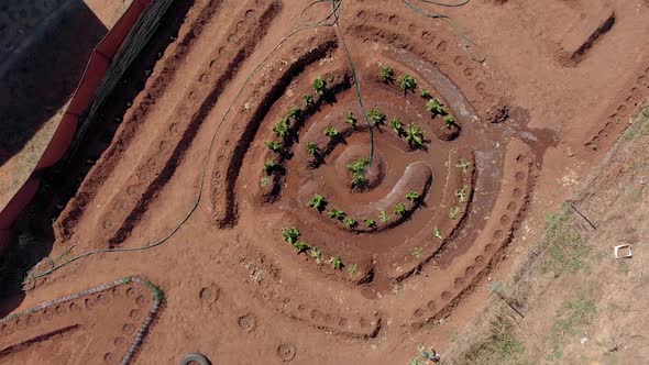 aerial spiral shot of a vegetable garden from the top rotating upwards alt