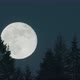 Full Moon Rising behind trees night time - VideoHive Item for Sale