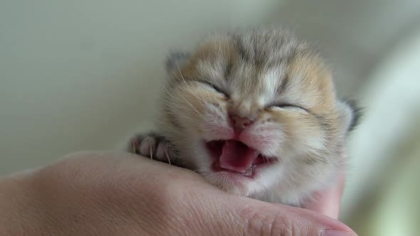 Asian Woman Hand Holding Newborn Kitten alt