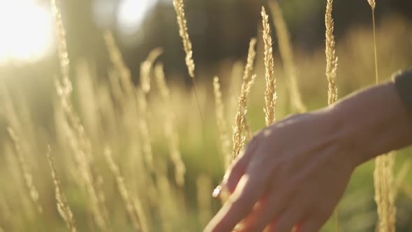 A Graceful Female Hand Gently Touches the Field Plants