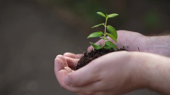 Holding Green Plant in Hands 85 alt