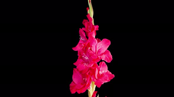 Time Lapse of Opening Red Gladiolus Flower