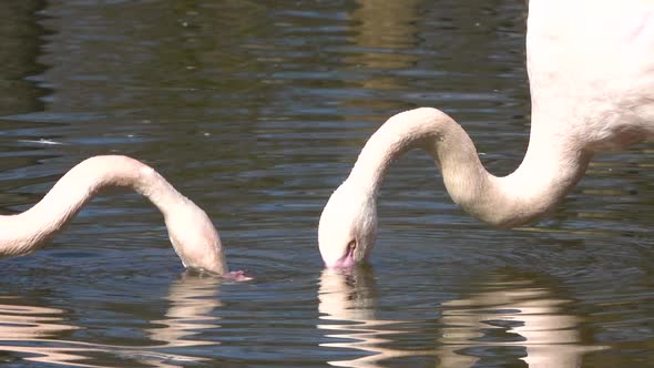 Flamingos (Phoenicopteriformes) in the wild on the water.  alt