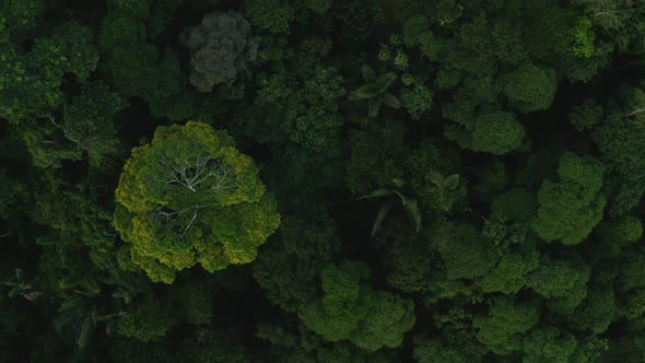 Aerial top down view of tropical forest tree canopy, Amazon forest from above alt