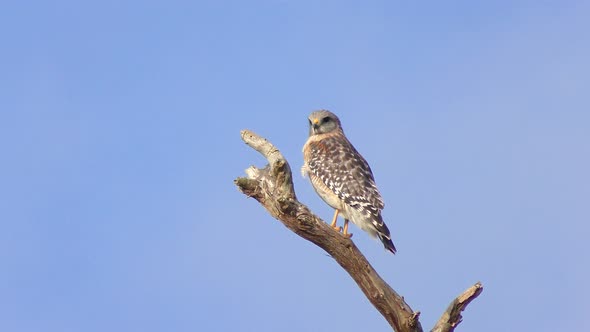  Red Shouldered Hawk On A Branch