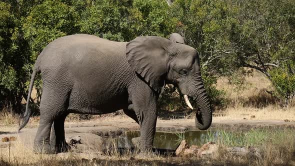 African Elephant At Waterhole alt