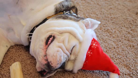 Bulldog Ready For Christmas alt