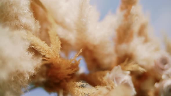 Pampas Grass  alt