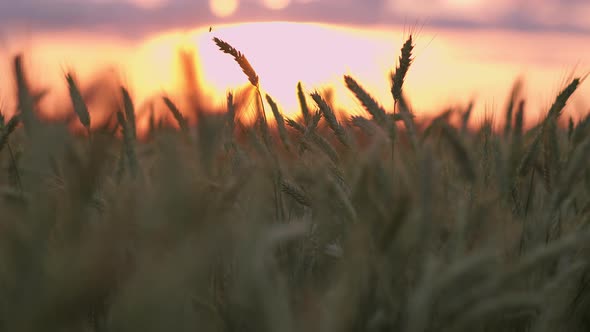Boy's Hand Sliding on Ears of Wheat Against the Background of the Sky at Sunset