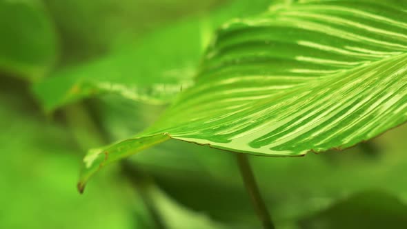 Rain Drops on Green Leaf 02 alt