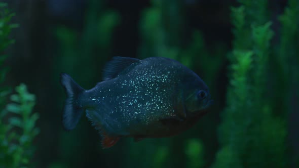 Fish swimming in the water alt