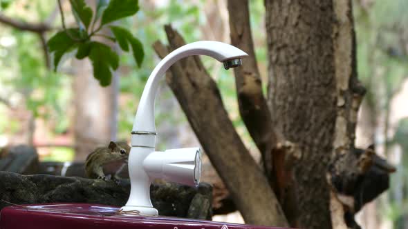 Chipmunk jumping from a tree to a water tab to drink water alt