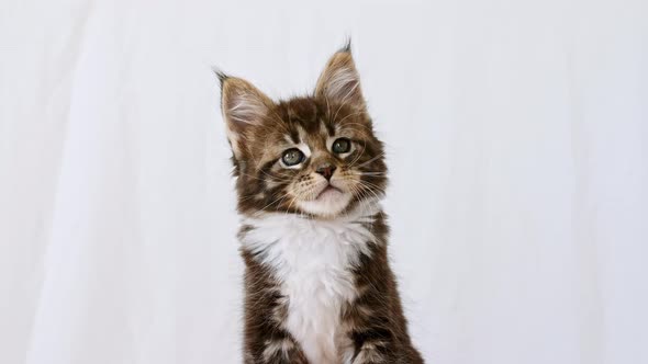 Cute Grey Kitten Maine Coon Breed Posing on a White Background alt