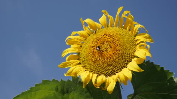 Big bumblebee worker insect on sunflower Helianthus annuus plant slow motion video alt