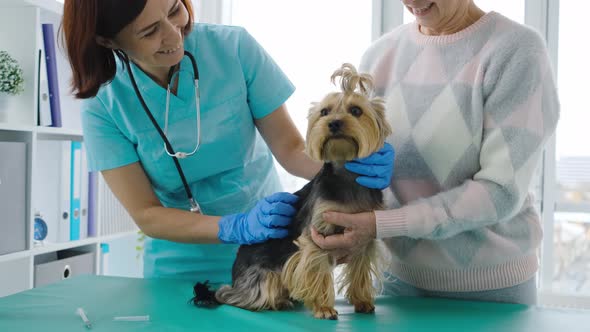Veterinarian Checking Yorkshire Terrier Dog alt