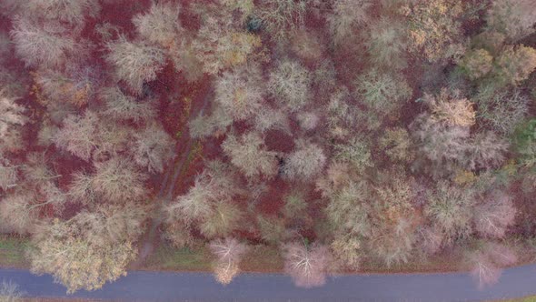 Road trough woodlands during fall colors alt