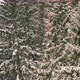 Drone view of snowy forest in winter - VideoHive Item for Sale