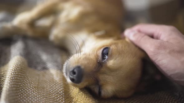 Adorable Funny Dog Chihuaha Sleeps on Plaid a Person's Hand Strokes a Sleepy Pet alt