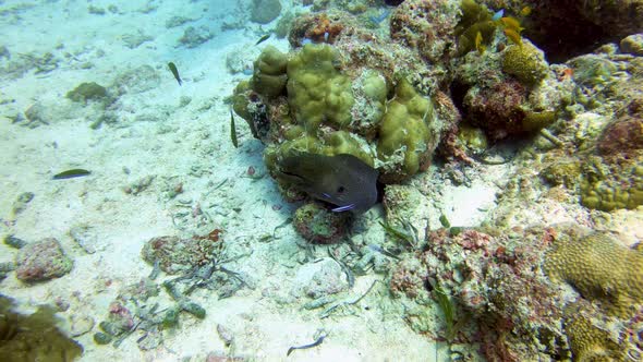 Moray eel hiding between corals in the shallow reef, equator Maldives alt