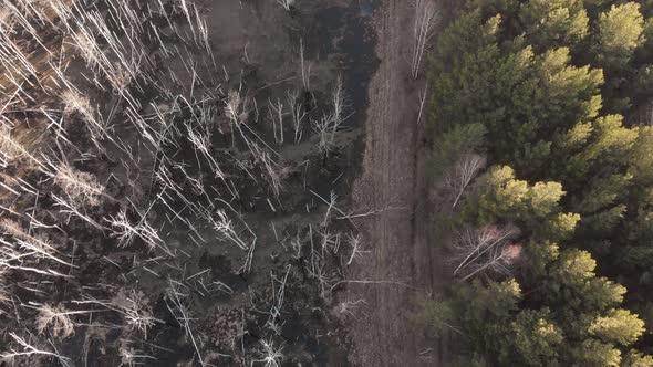 A Drone Flies Over a Flooded Forest. There Is a Healthy Forest on One Side of the Road, and a alt
