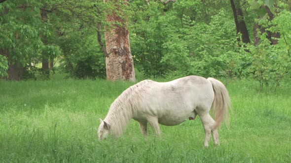 A White Pony Eats Grass in a Wooded Area