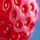 Organic Red Ripe Strawberry Rotating on Blue Backdrop - VideoHive Item for Sale