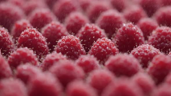 Raindrops Fall on Ripe Raspberries alt