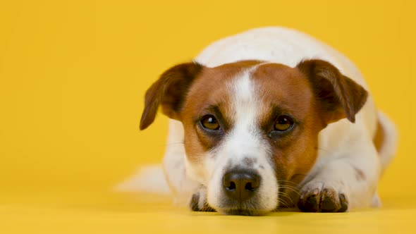 Portrait of a cute dog breed Jack Russell Terrier lies on a yellow background