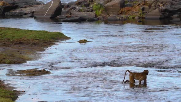 Chacma baboon in Kruger National park, South Africa alt
