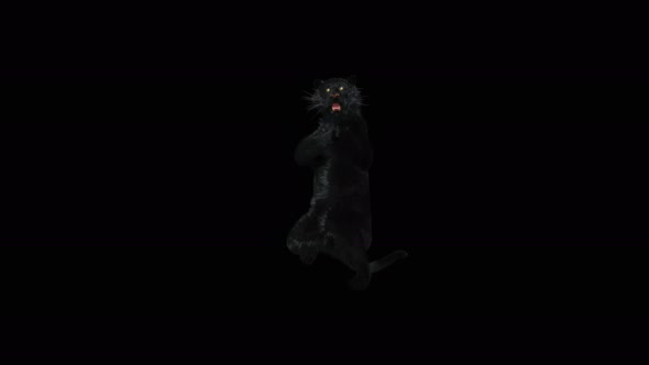 Panther Dancing 4K alt