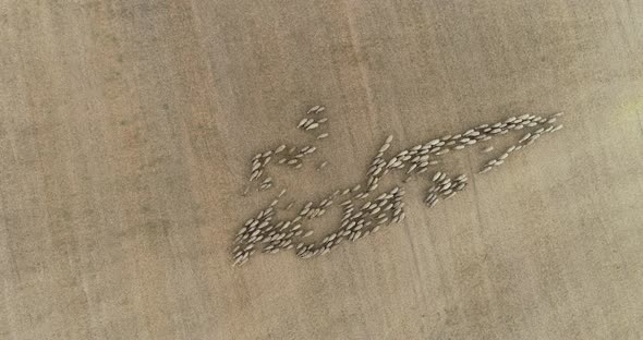 Drone overhead view of sheep herd moving. Top down view of sheep herd feeding on field alt