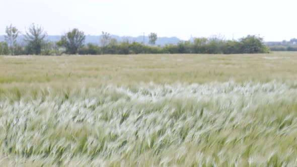 In a cereal field. Nice view of vagues of the rye ears swaying in the wind.