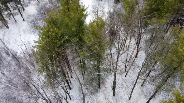 Mixed pine forest in white snow winter aerial view