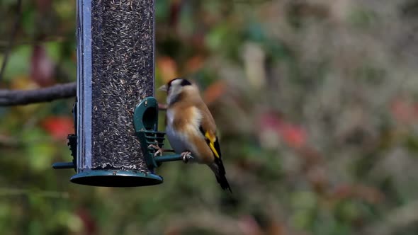 Goldfinch,  Carduelis carduelis, on hanging feeder. UK alt