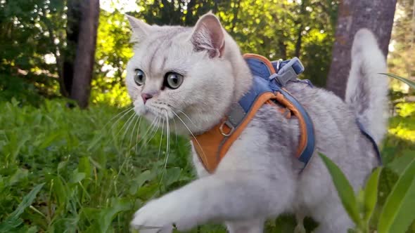 Cute White Cat Walking in an Orange Harness Among the Trees