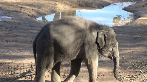 Indian elephant (Elephas maximus indicus). Cute baby elephant