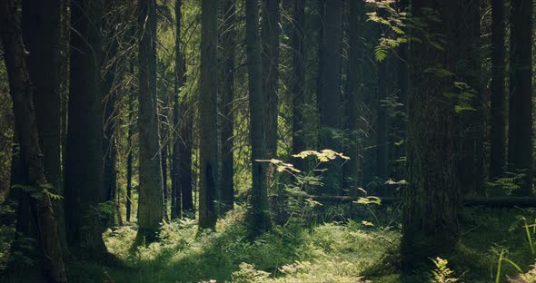 Mossy Forest with Large Pines Permeated with Sunlight alt