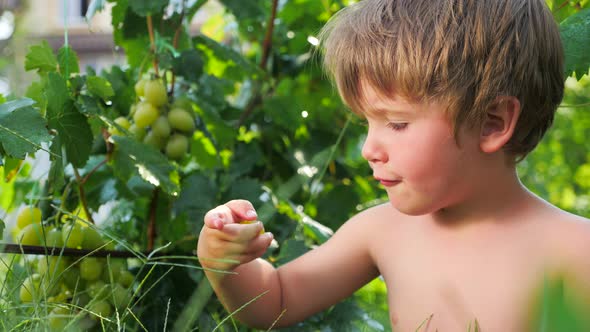 Grapes in kids hands. Child eating grapes. Fruit harvesting. Collecting grapes. Grape vine alt