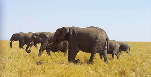 Elephants walking in the savanna alt