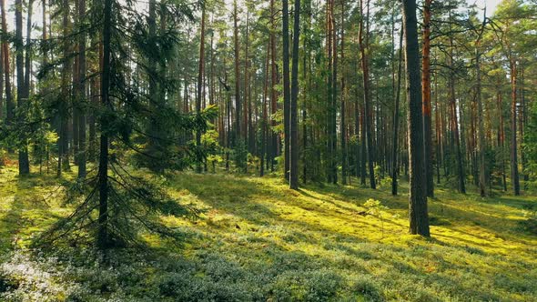 Tranquil Flight Motion Through Wild Autumn Forest alt