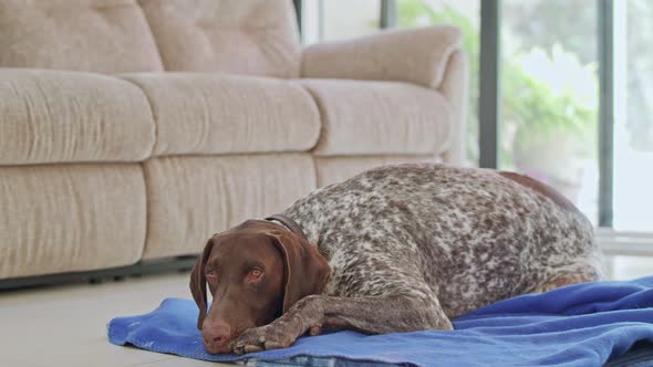 german pointer dog sitting inside a house alt