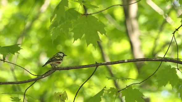 The chestnut-sided warbler  is a New World warbler. Setophaga pensylvanica breed in eastern North Am alt