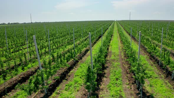 Bird's Eye View of a Horticultural Nursery with Many Fruit Trees alt