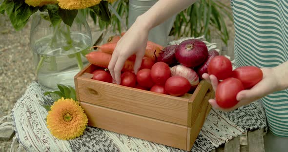 A Woman is Sorting Through Tomatoes in a Box with Fresh Vegetables