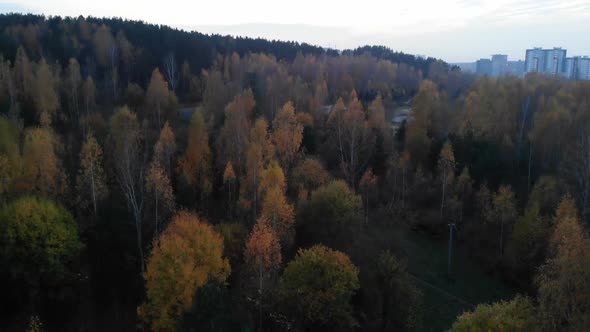 Flying Through the Trees in Autumn Yellow Forest, Sunny Day, Inspirational Landscape, Aerial Shot