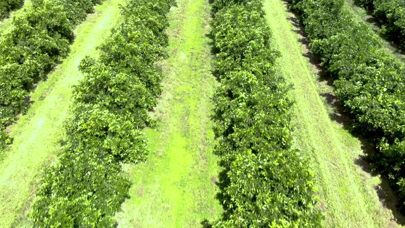 Aerial flying vast landscape of orange trees at plantation in Brazil alt