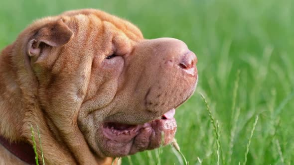 Close Up of the Head of a Brown Adult Chinese Purebred Dog Sharpei Sitting in Tall Green Grass alt