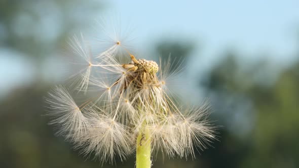 Macro shot of a Dandelion rotating alt