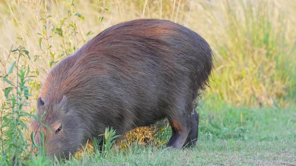 The biggest rodent species, wild preggy mother capybara, hydrochoerus hydrochaeris spotted foraging alt