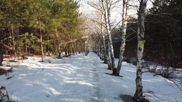 Birch Alley with Ribbons in the Park in Winter